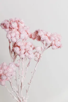 Blush Immortelle Flower